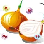 Цибуля щодня — вплив на організм